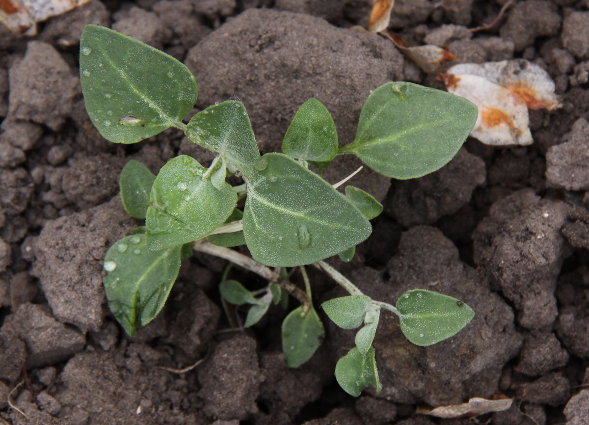 Chenopodium vulvaria (door Peter Meininger)