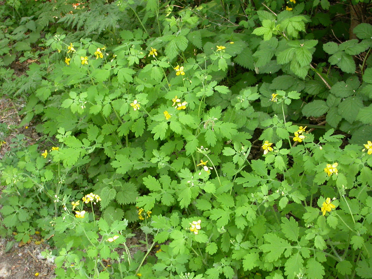 Chelidonium majus (door Peter Meininger)