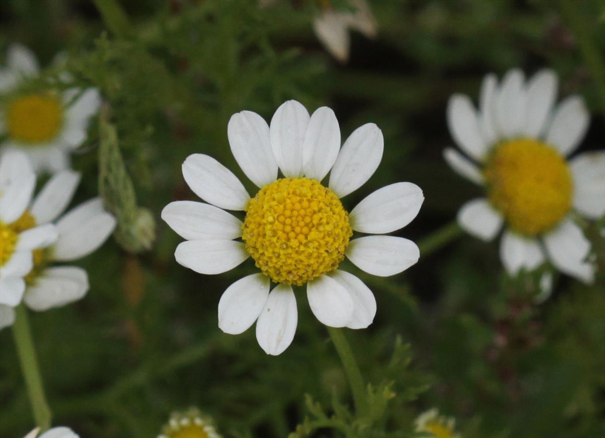 Anthemis cotula (door Peter Meininger)
