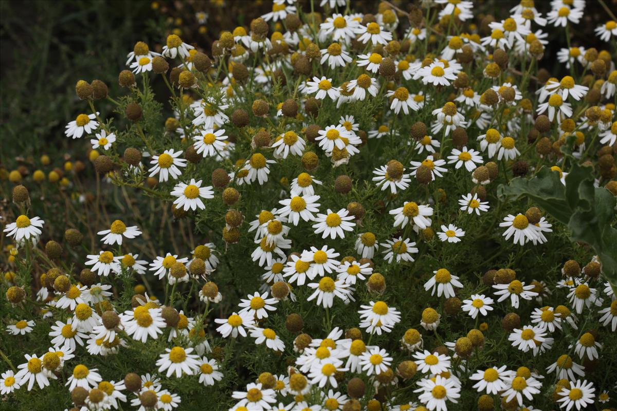 Anthemis cotula (door Peter Meininger)