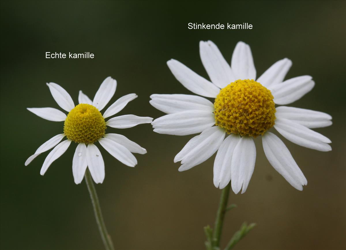 Anthemis cotula (door Peter Meininger)