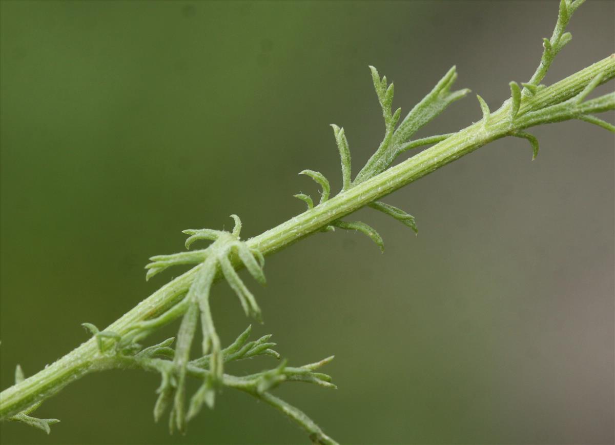 Anthemis cotula (door Peter Meininger)