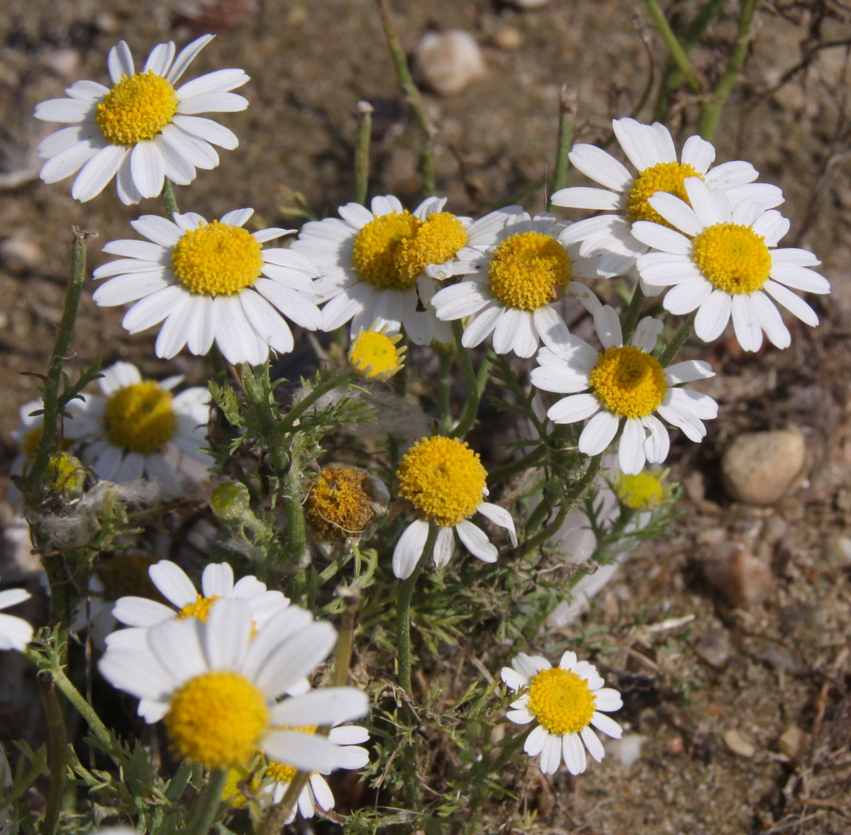 Anthemis cotula (door Peter Meininger)