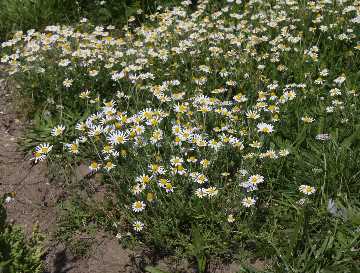 Anthemis cotula (door Peter Meininger)