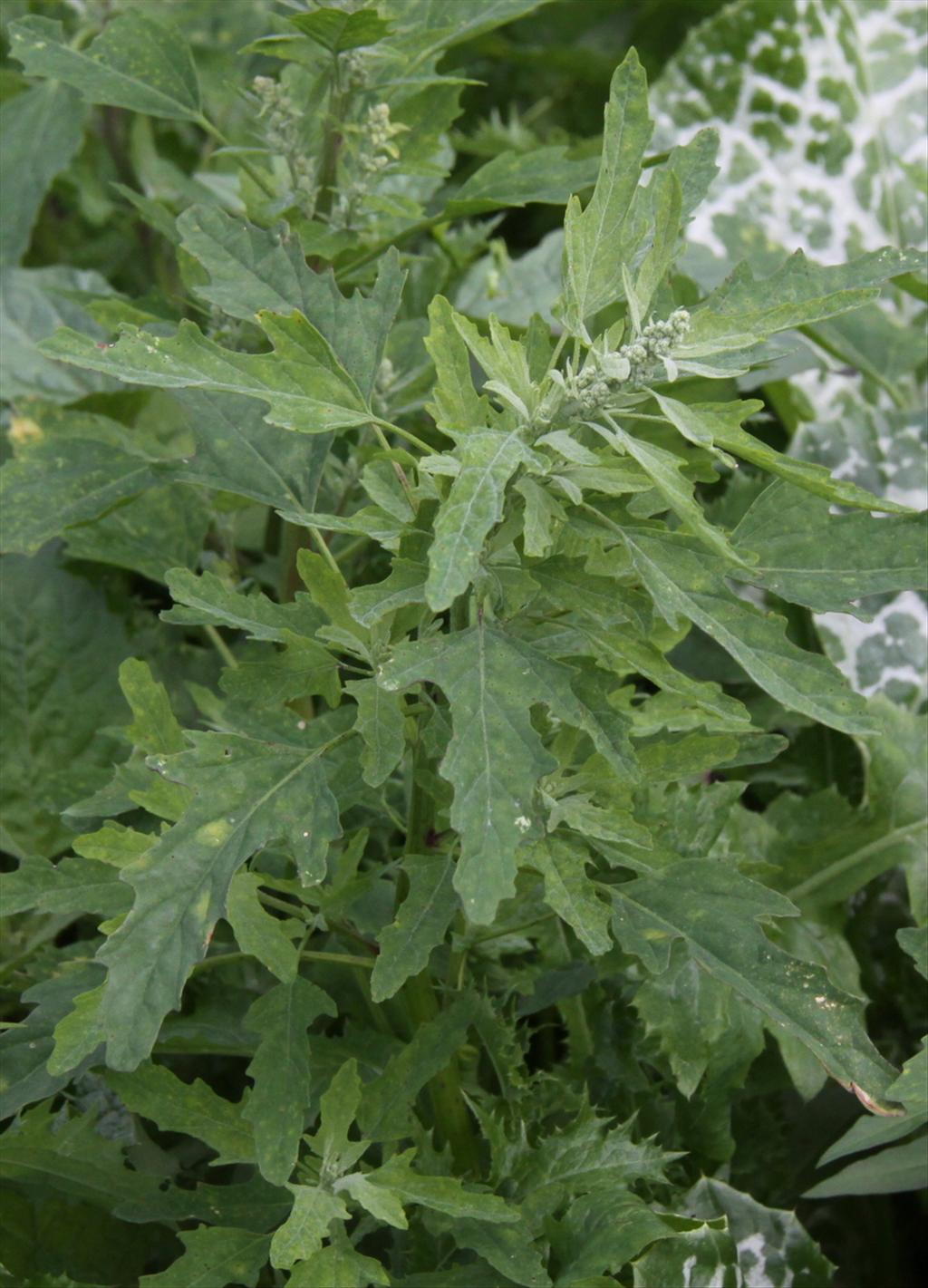 Chenopodium ficifolium (door Peter Meininger)