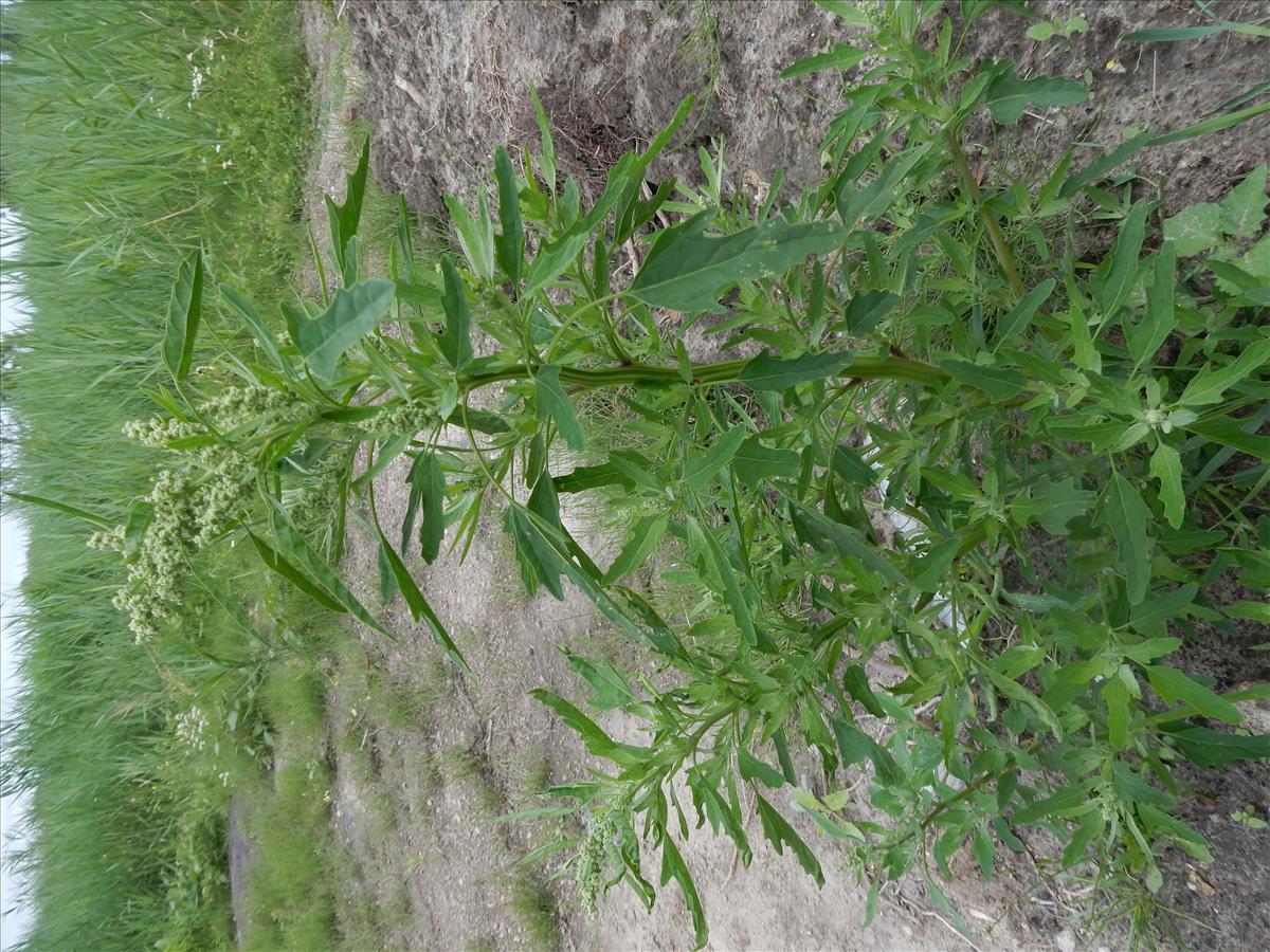 Chenopodium ficifolium (door Peter Meininger)