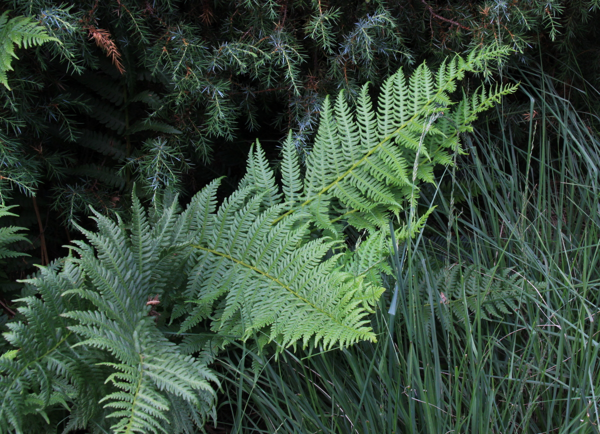 Oreopteris limbosperma (door Peter Meininger)