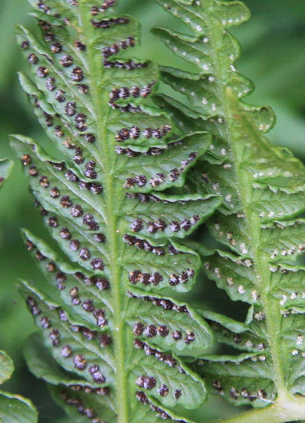 Oreopteris limbosperma (door Peter Meininger)