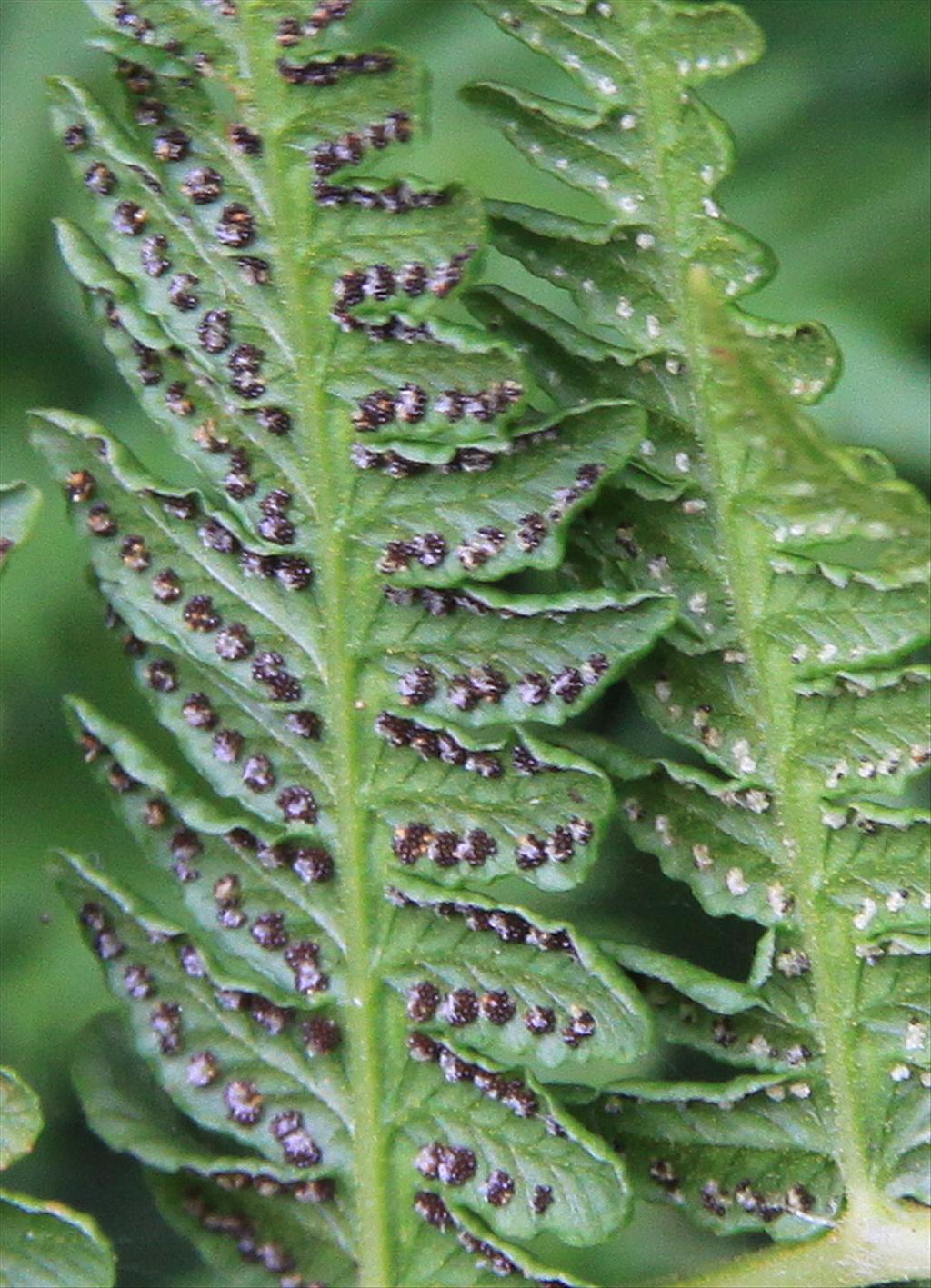 Oreopteris limbosperma (door Peter Meininger)