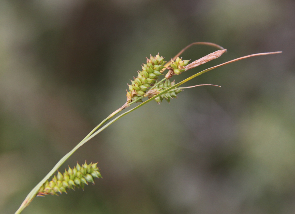 Carex punctata (door Peter Meininger)