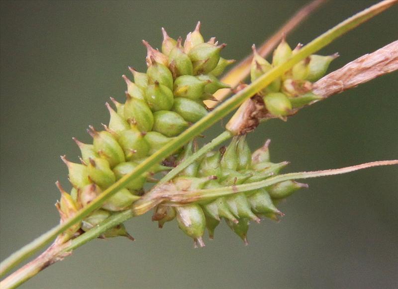 Carex punctata (door Peter Meininger)