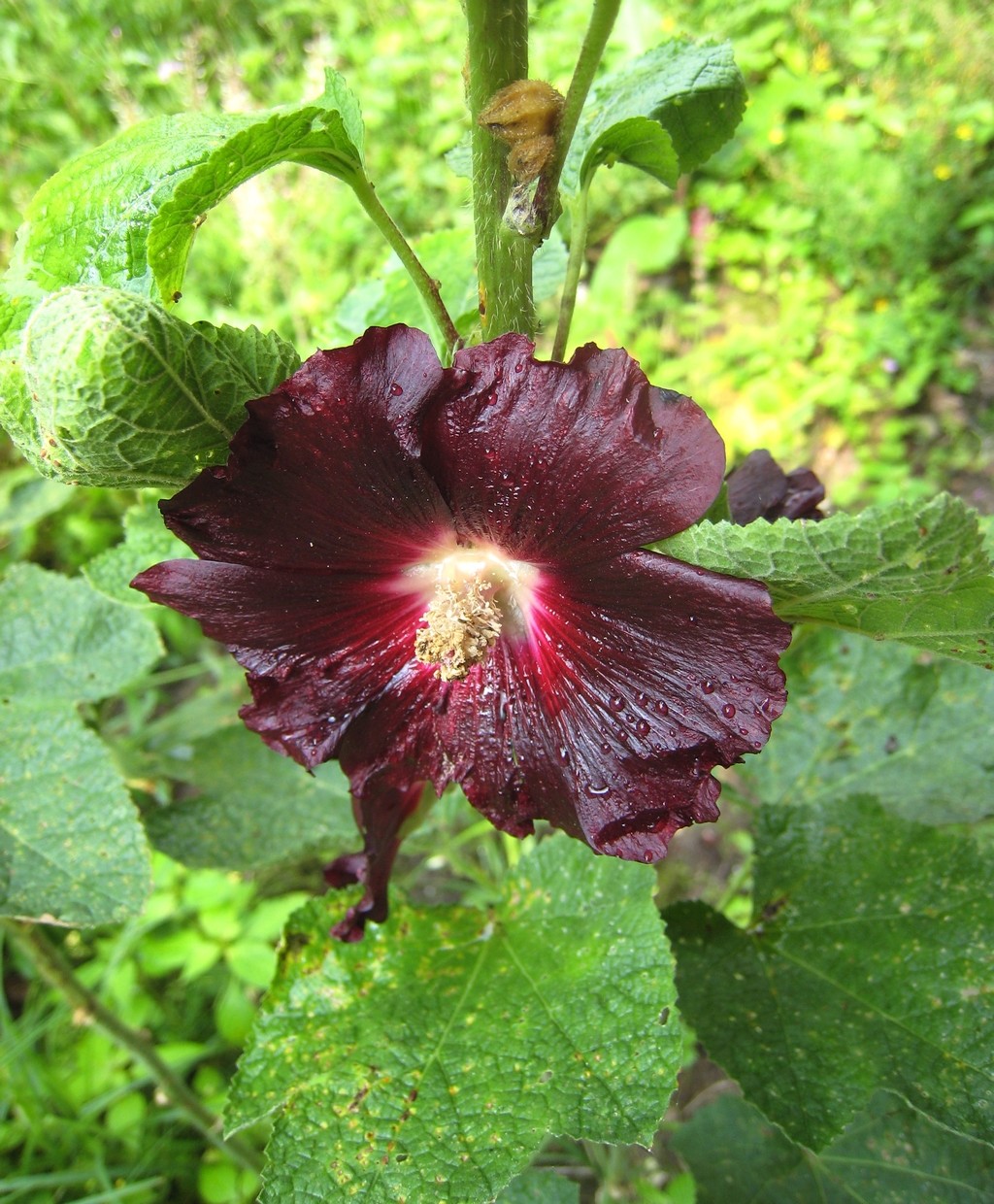 Alcea rosea (door Joke Schaminée-Sluis)