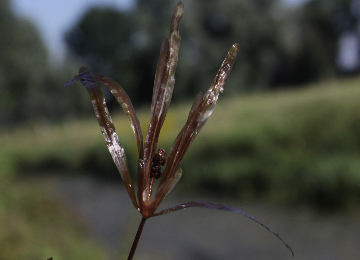 Potamogeton obtusifolius (door Peter Meininger)