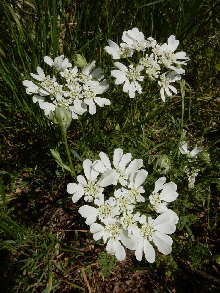 Orlaya grandiflora (door Ed Stikvoort | Saxifraga.nl)