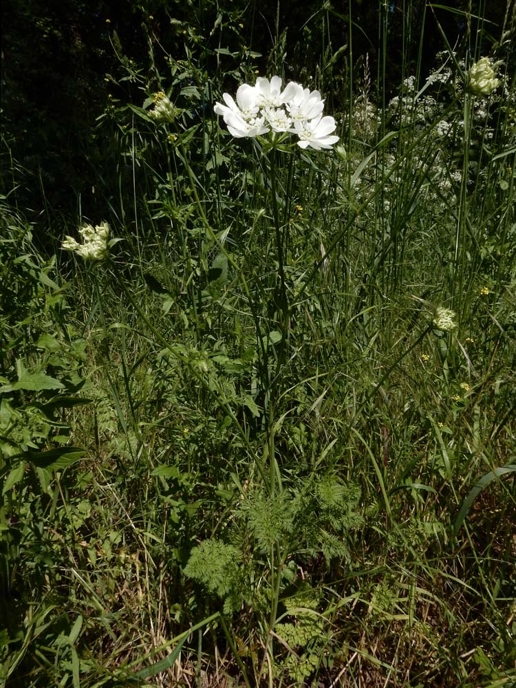 Orlaya grandiflora (door Ed Stikvoort | Saxifraga.nl)