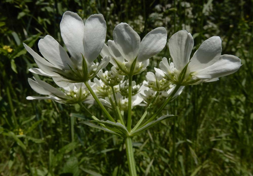 Orlaya grandiflora (door Ed Stikvoort | Saxifraga.nl)