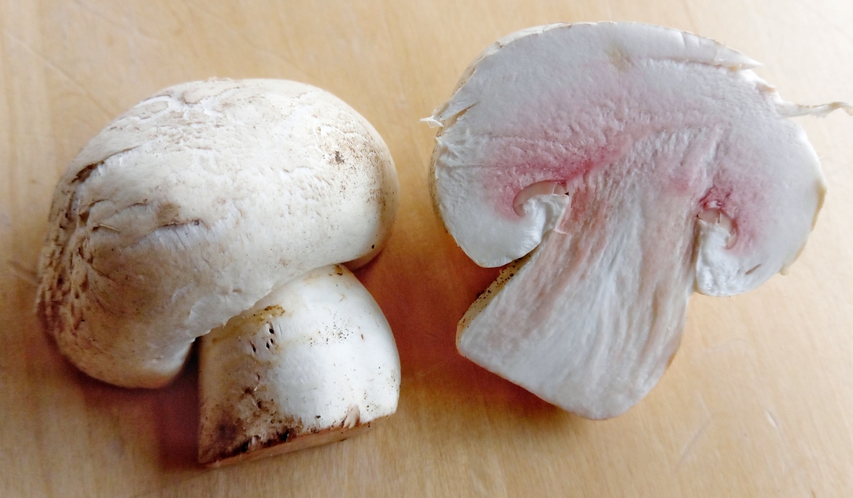 Agaricus bitorquis (door Aldert Gutter)