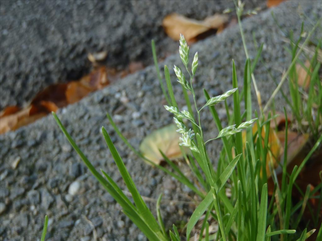 Poa annua (door Johan Loermans)