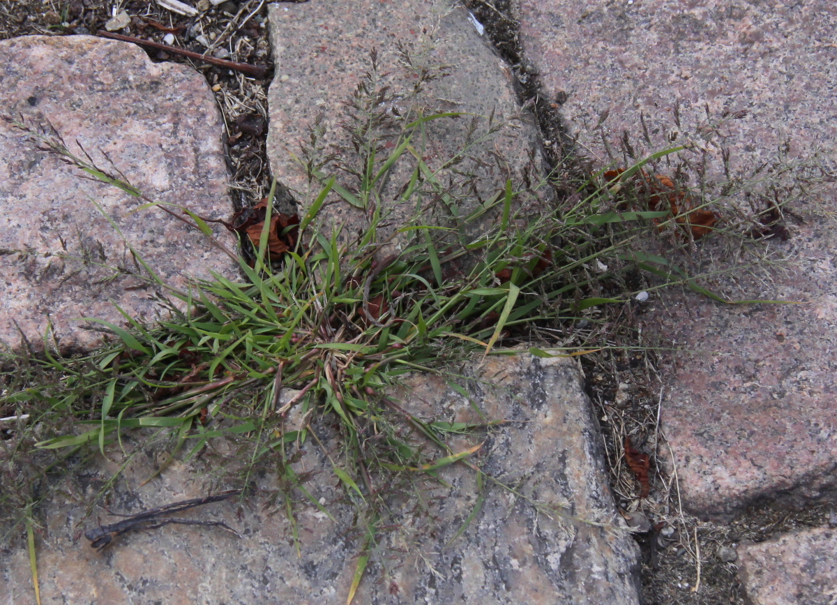 Eragrostis multicaulis (door Peter Meininger)