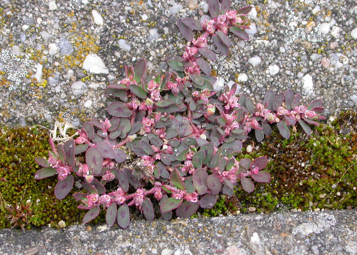 Euphorbia maculata (door Peter Meininger)