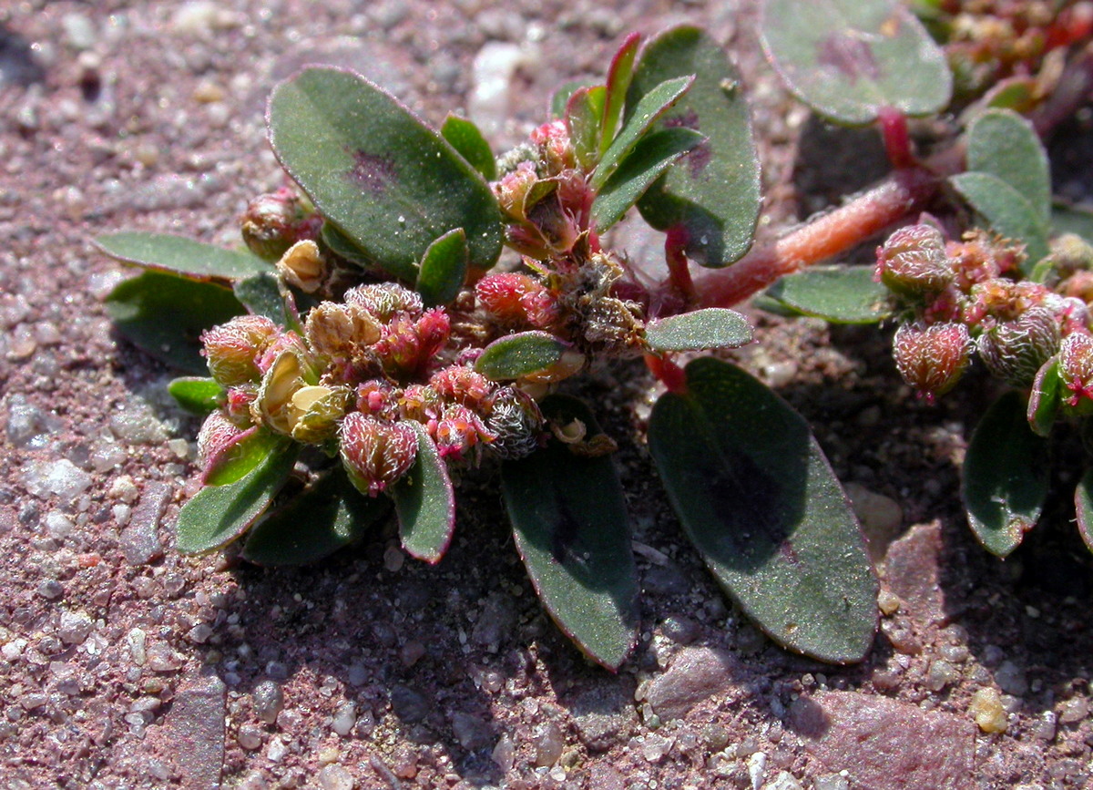 Euphorbia maculata (door Peter Meininger)