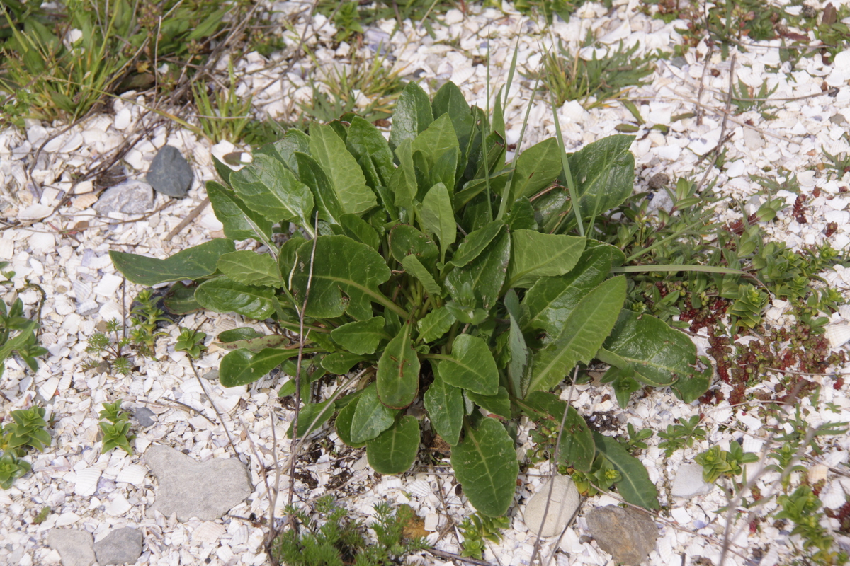 Beta vulgaris subsp. maritima (door Peter Meininger)