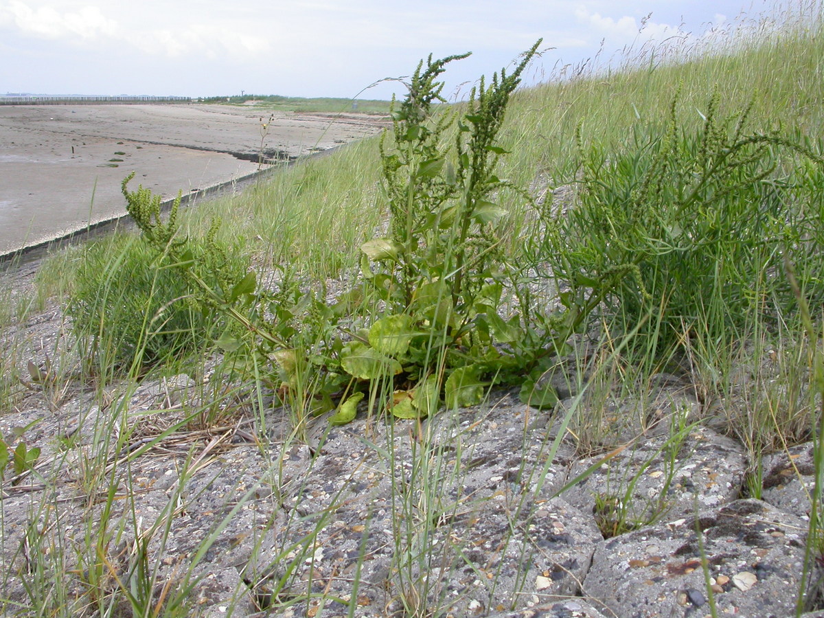 Beta vulgaris subsp. maritima (door Peter Meininger)