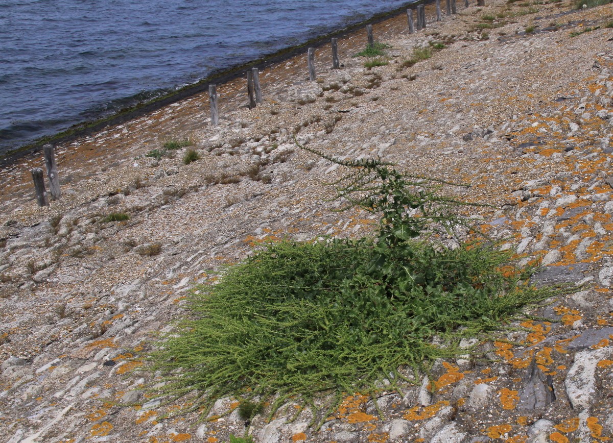 Beta vulgaris subsp. maritima (door Peter Meininger)