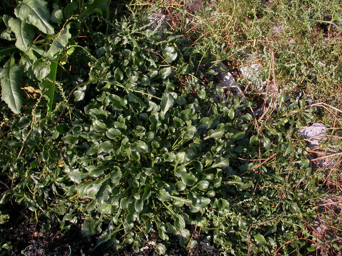 Beta vulgaris subsp. maritima (door Peter Meininger)