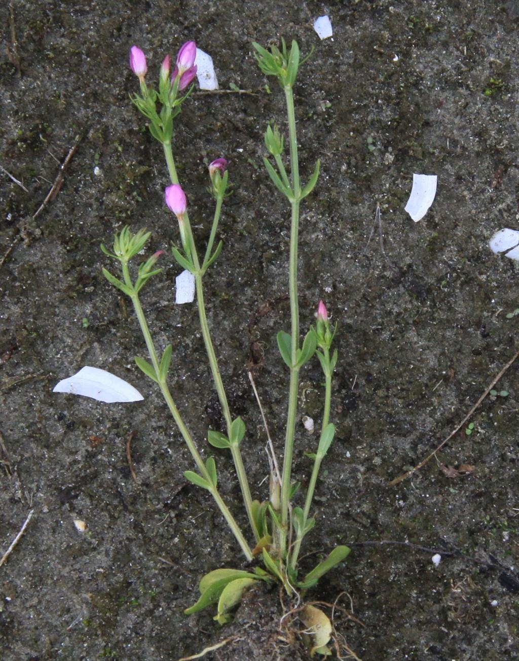 Centaurium littorale (door Peter Meininger)