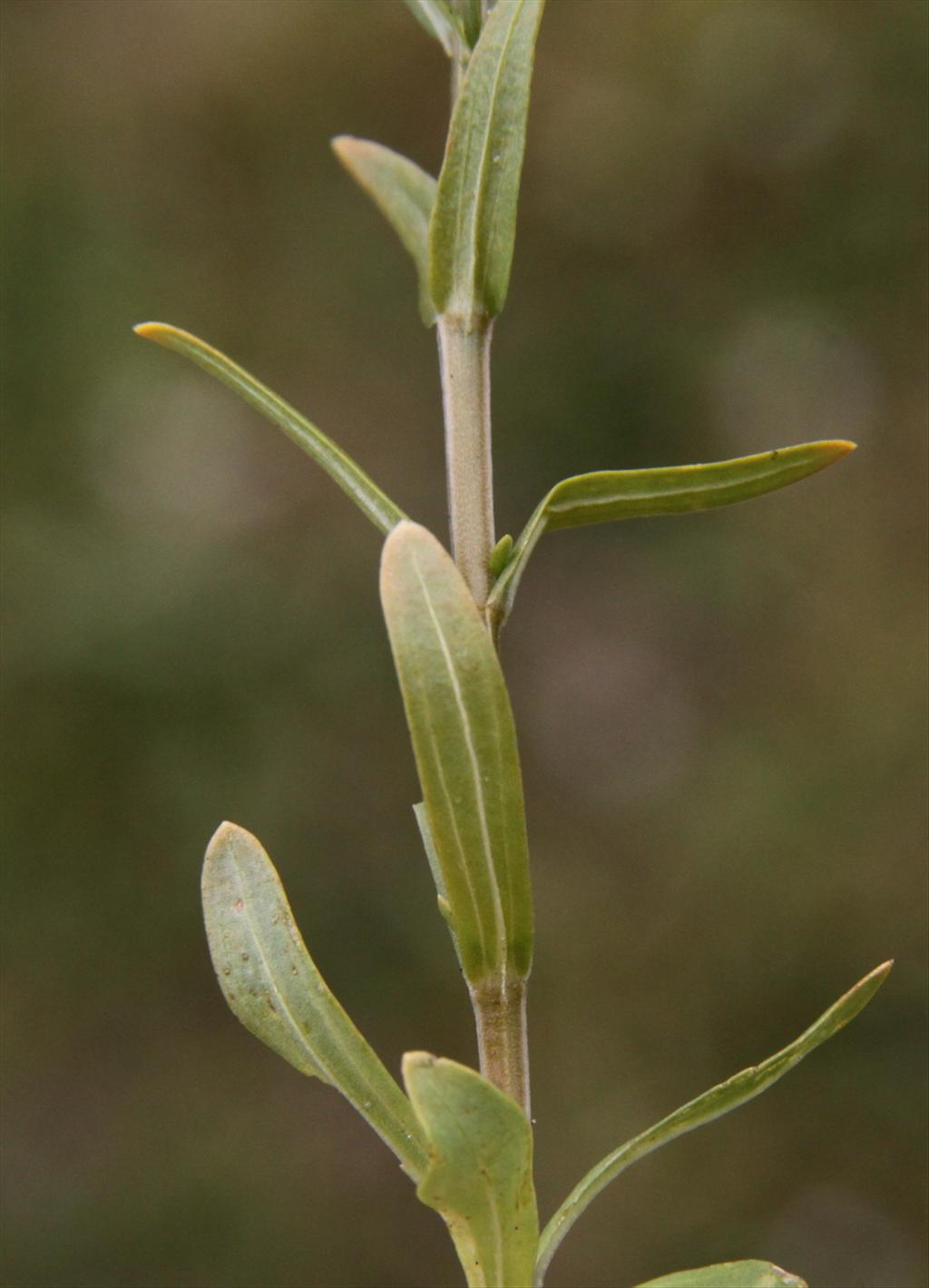 Centaurium littorale (door Peter Meininger)