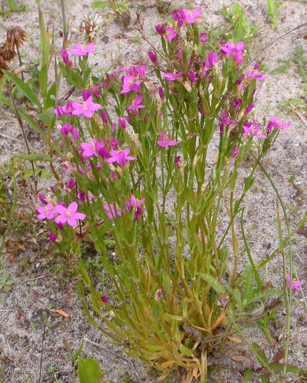 Centaurium littorale (door Peter Meininger)