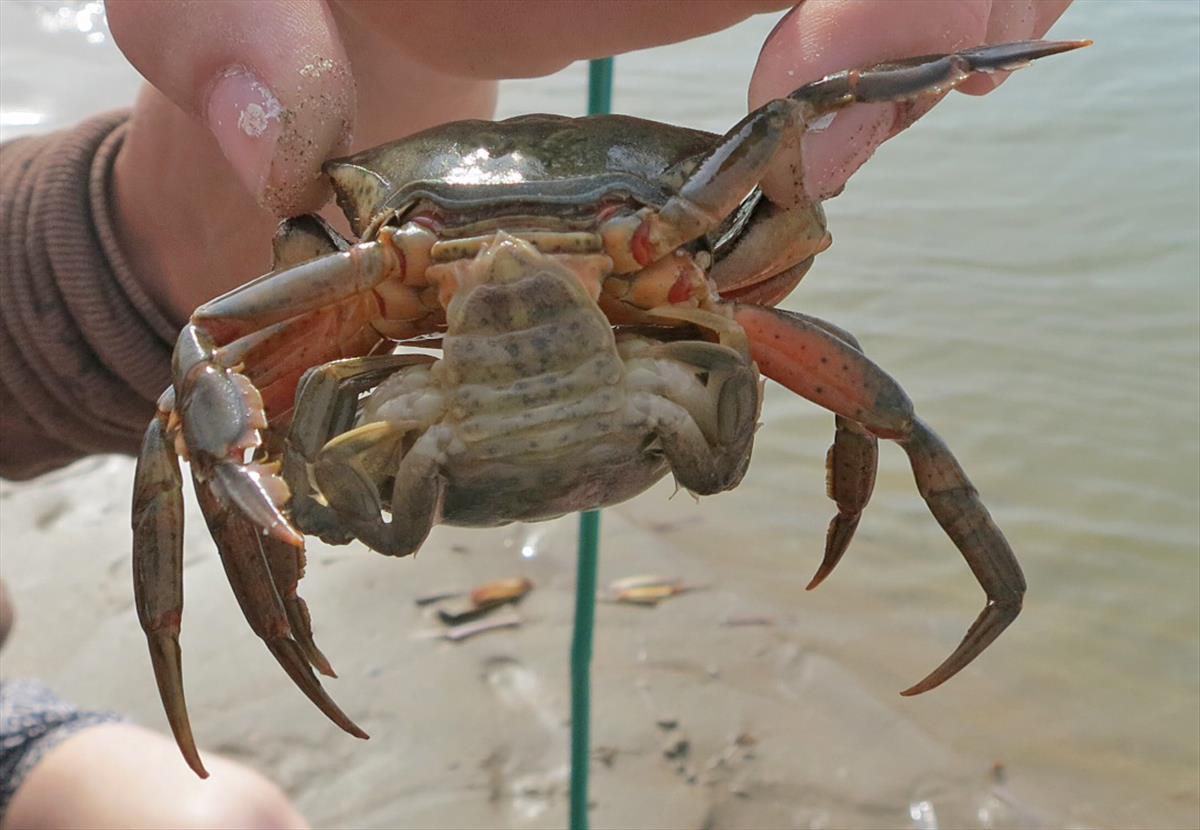 Carcinus maenas (door Marijke Kooijman)