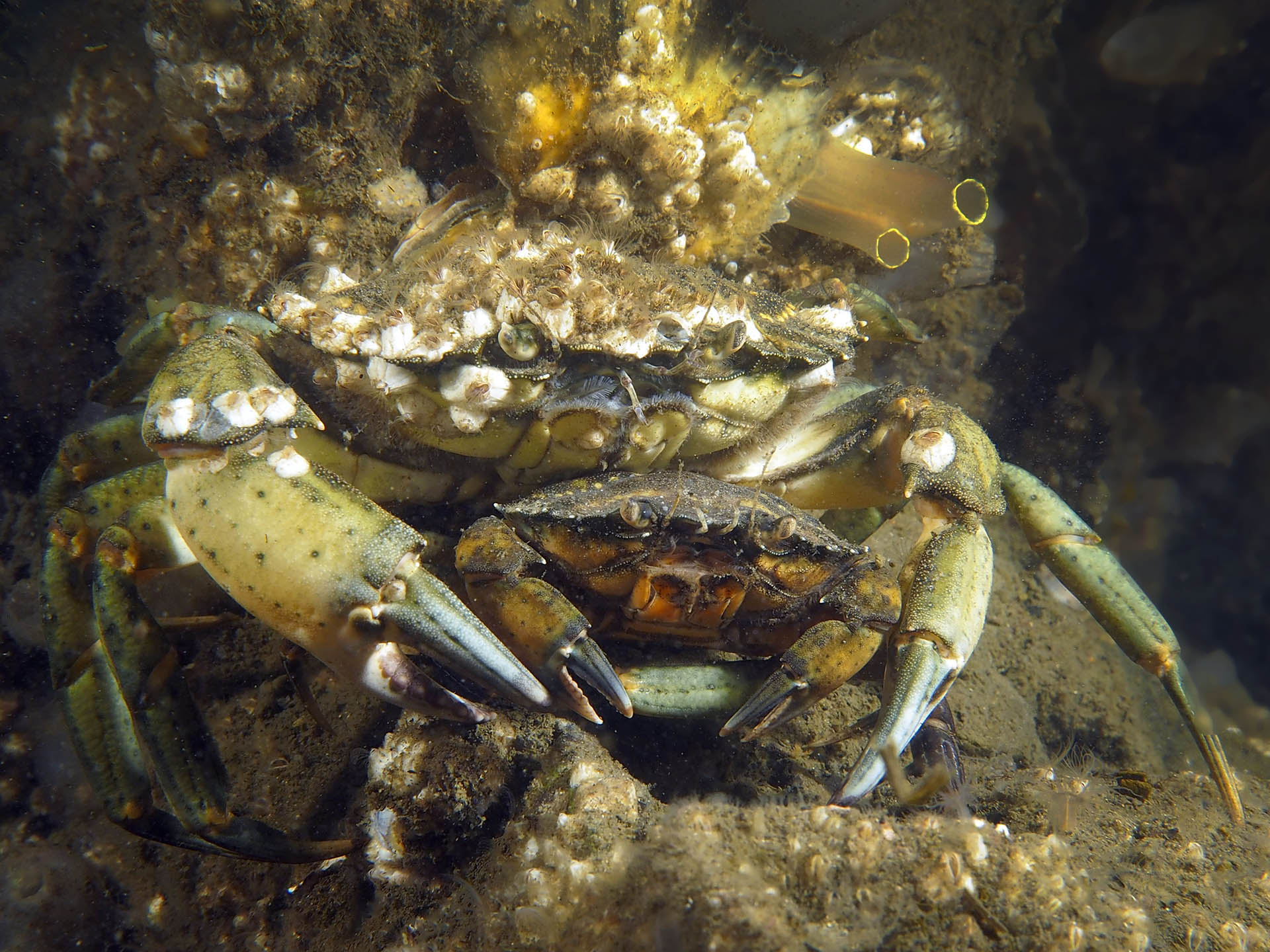 Carcinus maenas (door Marion Haarsma)