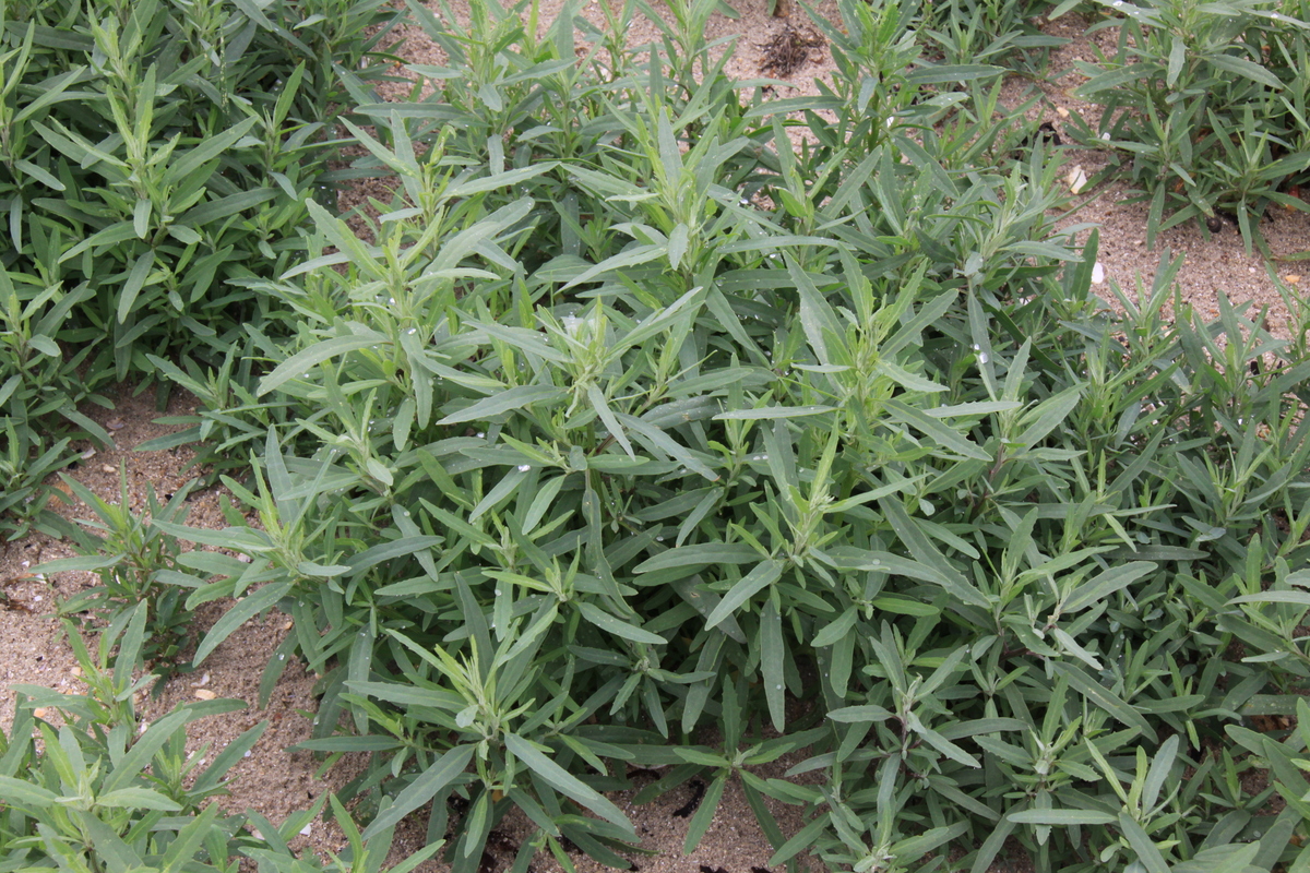 Atriplex littoralis (door Peter Meininger)