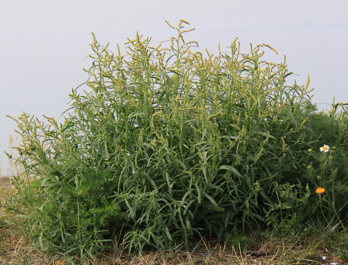 Atriplex littoralis (door Peter Meininger)