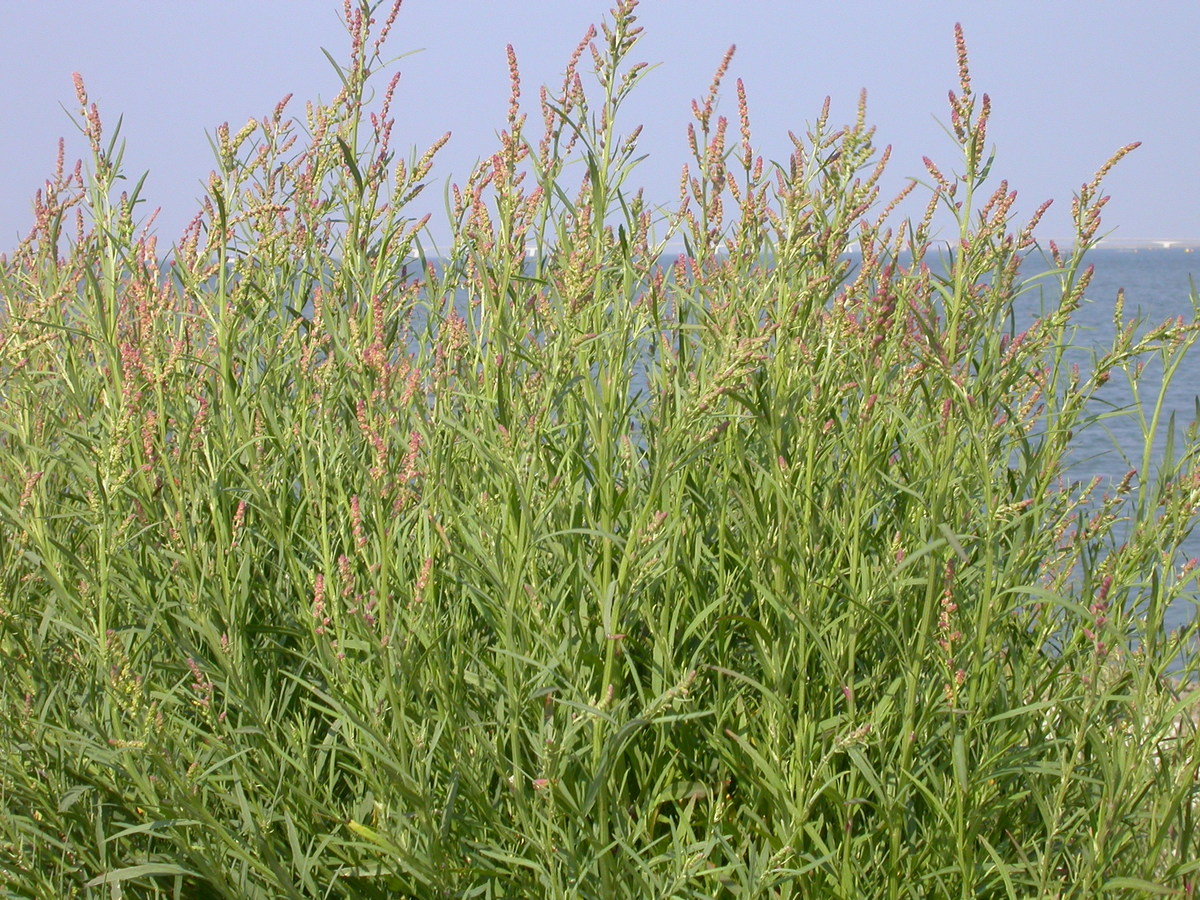 Atriplex littoralis (door Peter Meininger)