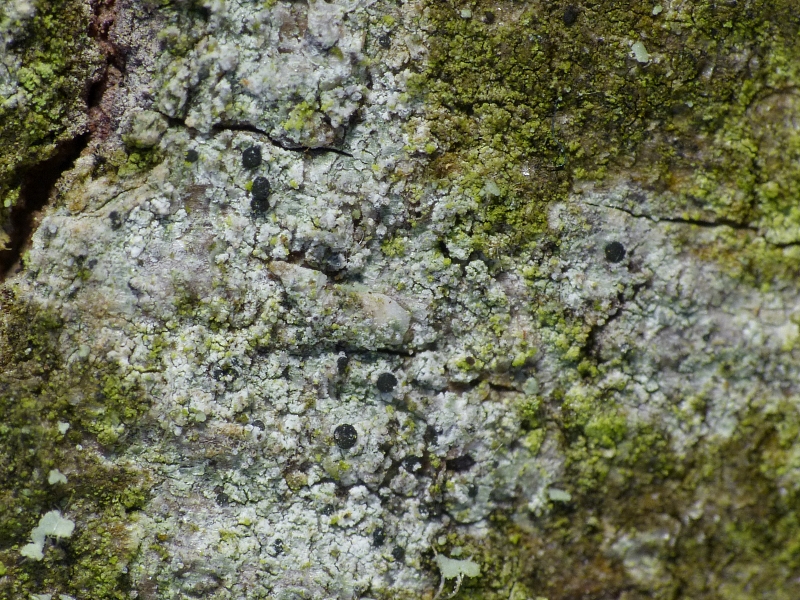 Strangospora deplanata (door Henk-Jan van der Kolk)