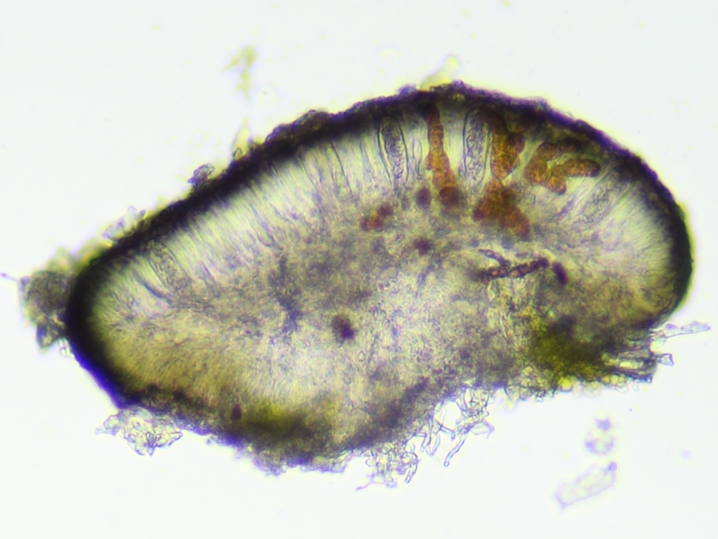 Strangospora deplanata (door Henk-Jan van der Kolk)