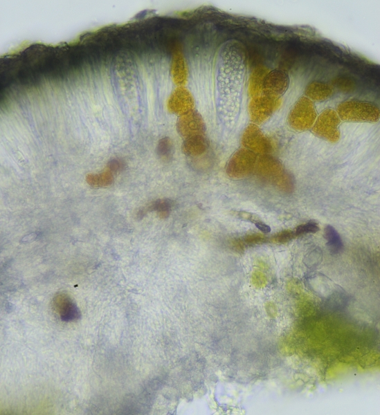 Strangospora deplanata (door Henk-Jan van der Kolk)