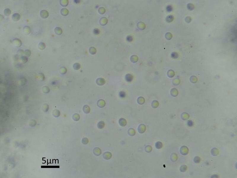 Strangospora deplanata (door Henk-Jan van der Kolk)