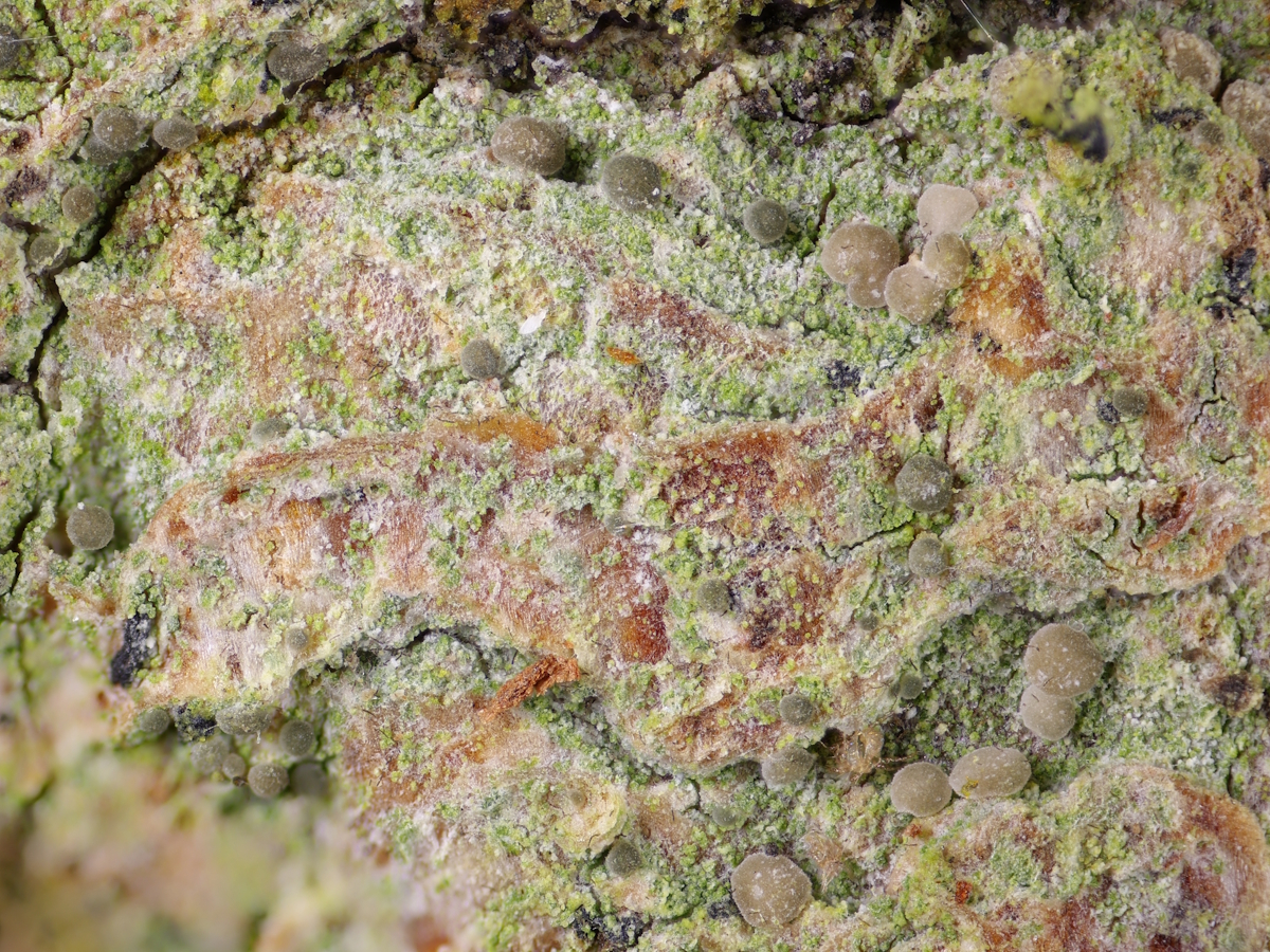 Strangospora deplanata (door Henk-Jan van der Kolk)