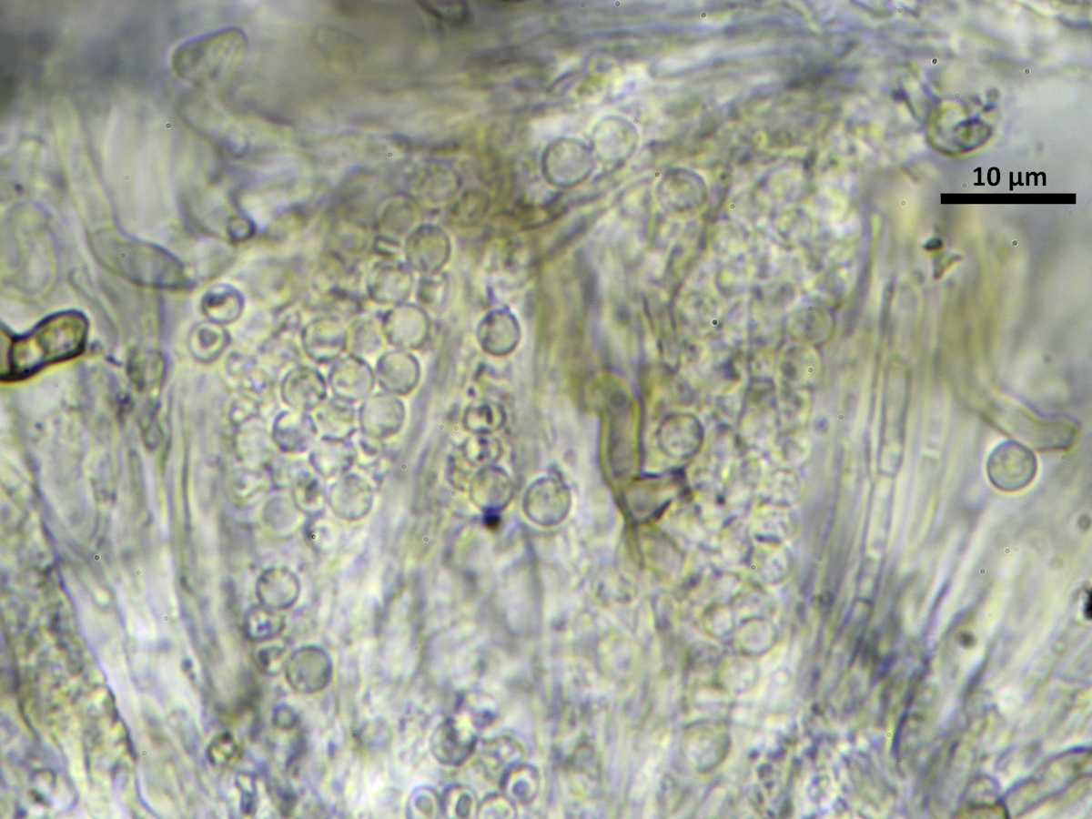 Strangospora pinicola (door Henk-Jan van der Kolk)