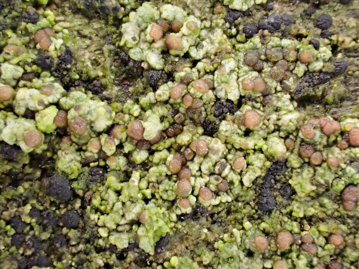 Strangospora pinicola (door Arne van Wingerden)
