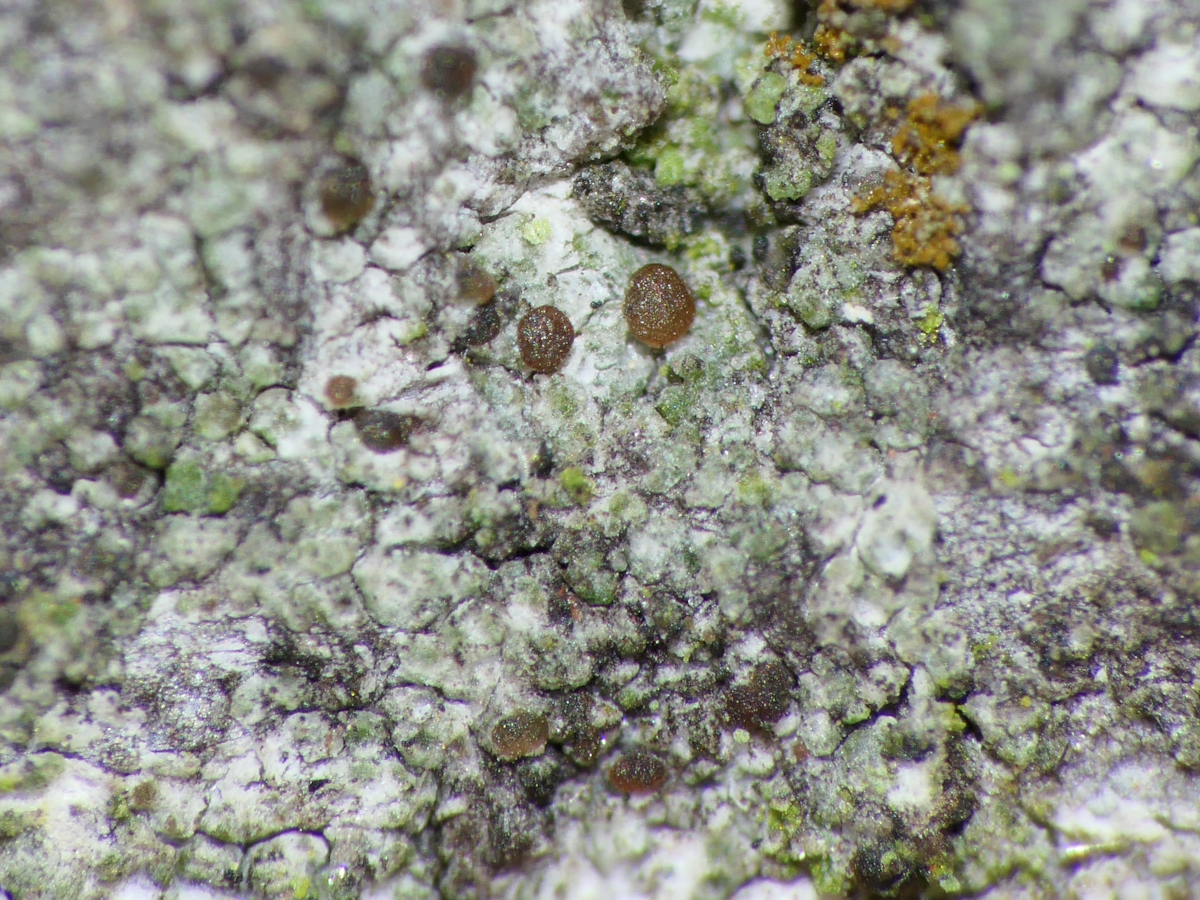 Strangospora pinicola (door Henk-Jan van der Kolk)