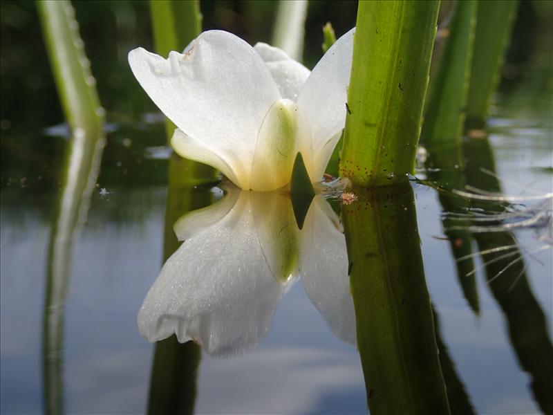 Stratiotes aloides (door Adrie van Heerden)