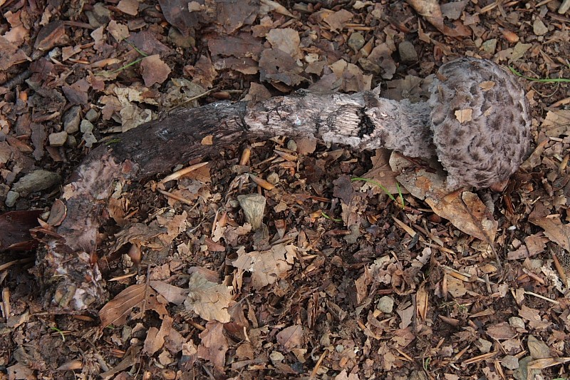 Strobilomyces strobilaceus (door Aldert Gutter)