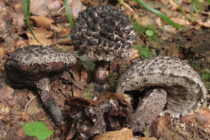 Strobilomyces strobilaceus (door Aldert Gutter)