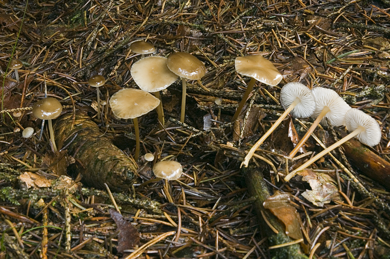 Strobilurus esculentus (door Nico Dam)