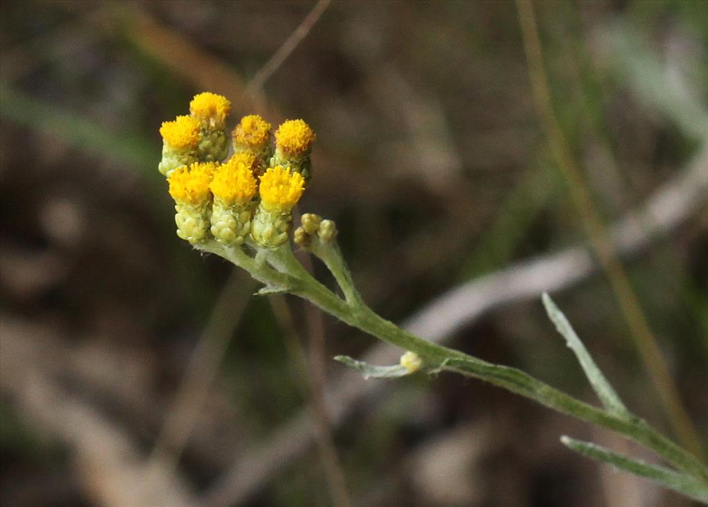 Helichrysum arenarium (door Peter Meininger)